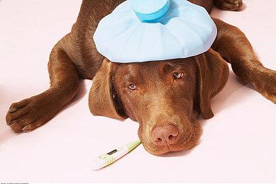 又双叒叕来新机？任天堂子公司透露Switch Pro相关信息